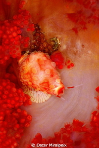cyprea on soft coral by Oscar Miralpeix 